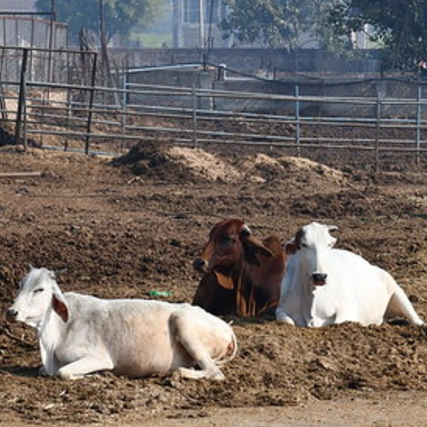 Adopt a Cow
