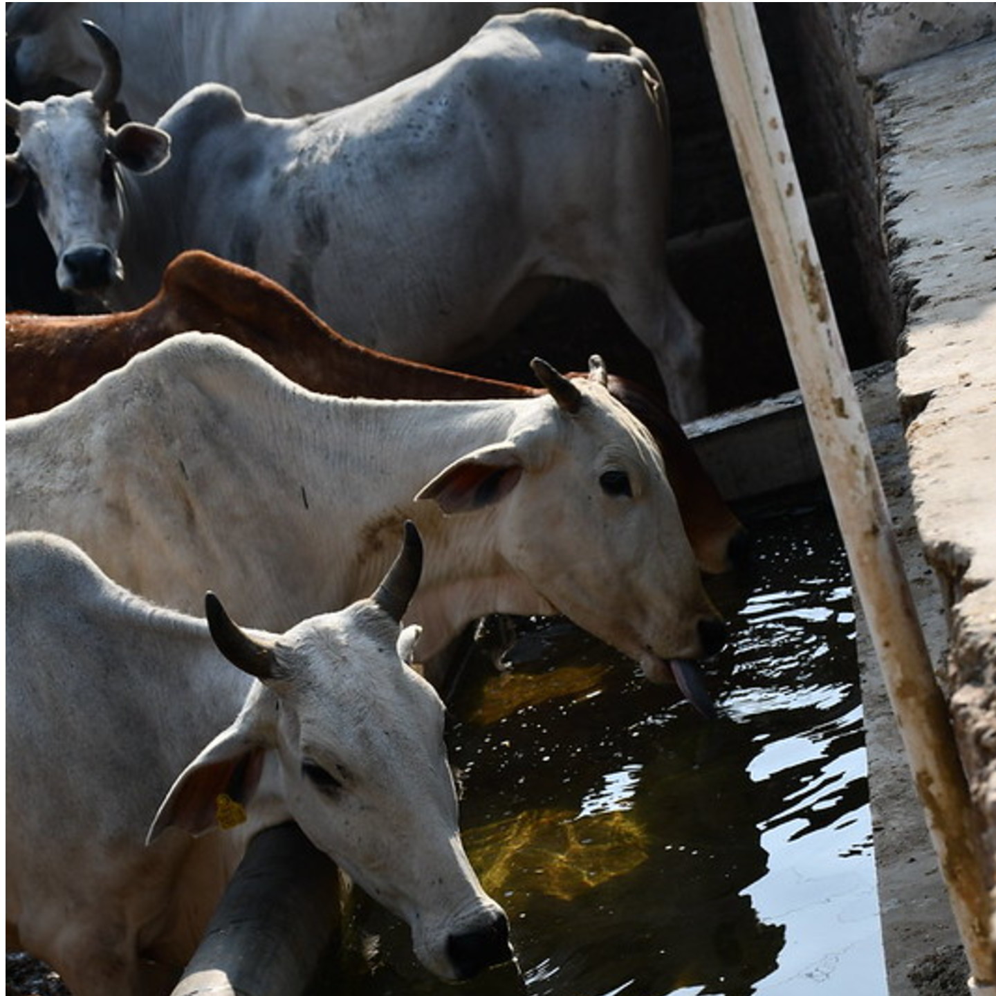 Adopt a Cow