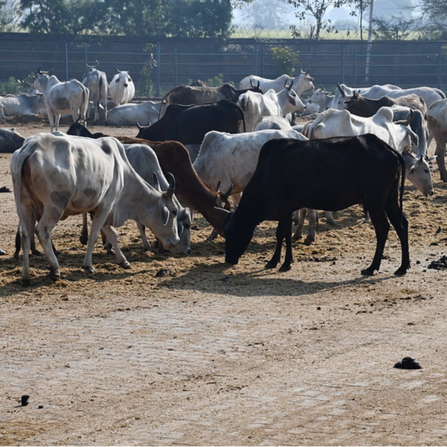 Adopt a Cow
