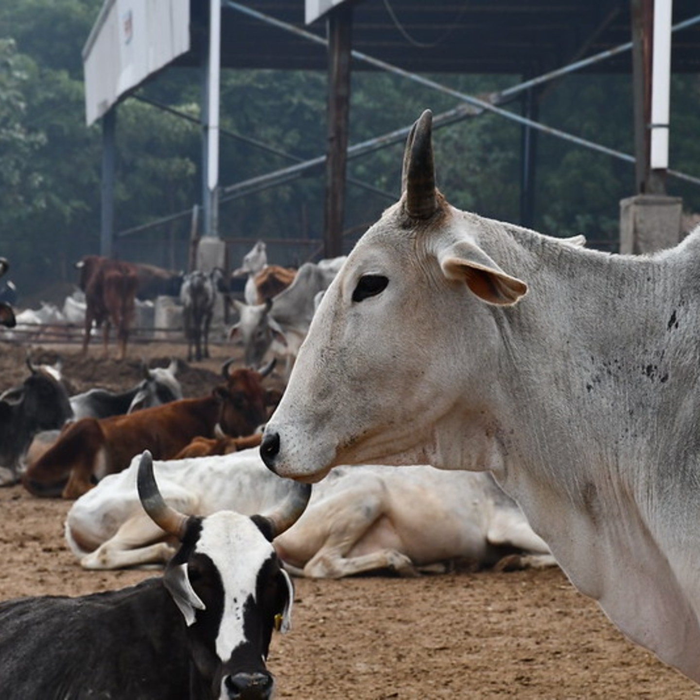 Adopt a Cow 2 Weeks