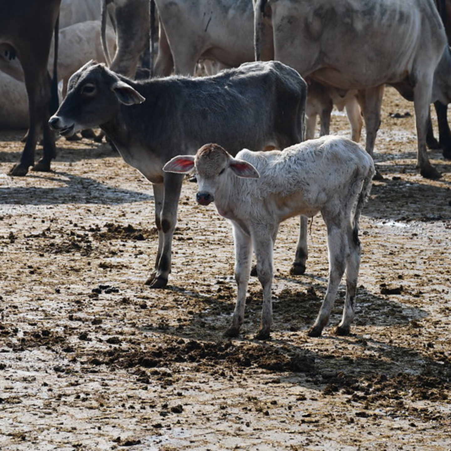 Adopt a Cow