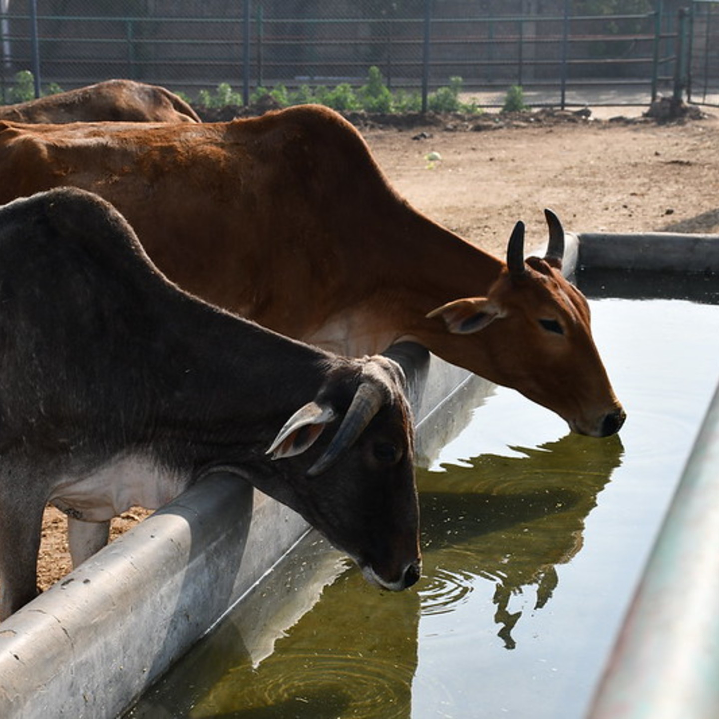 Adopt a Cow 4 Months