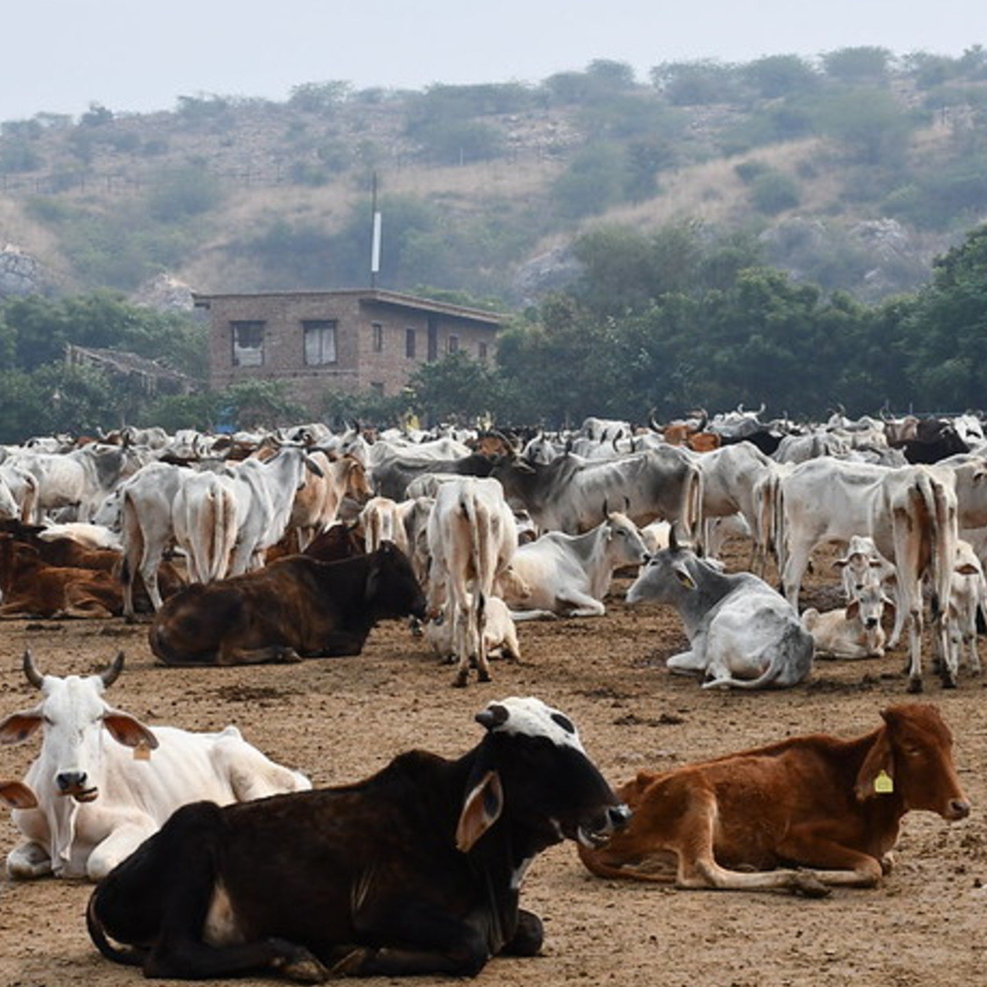 Adopt a Cow 1 Month