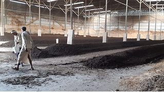 Windrow Processing.jpg