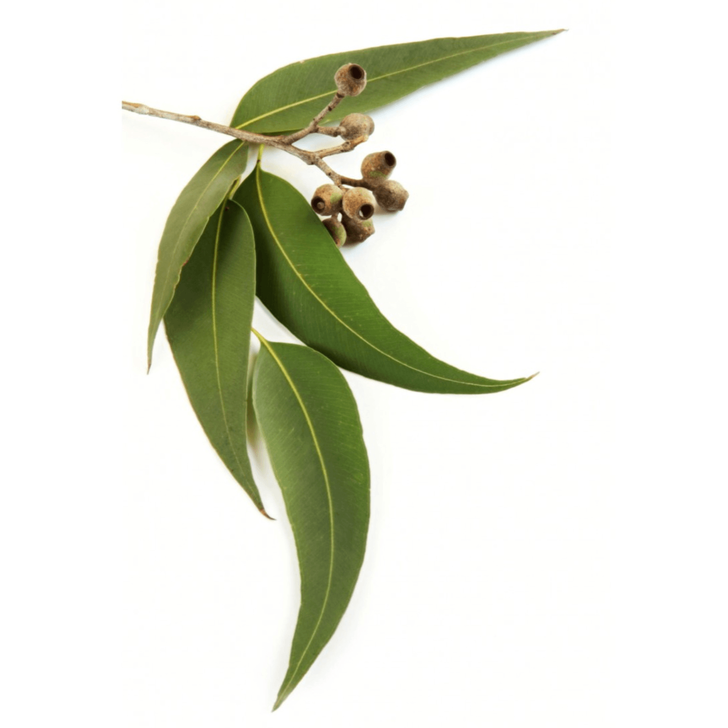 Eucalyptus Radiata oil - 15ml