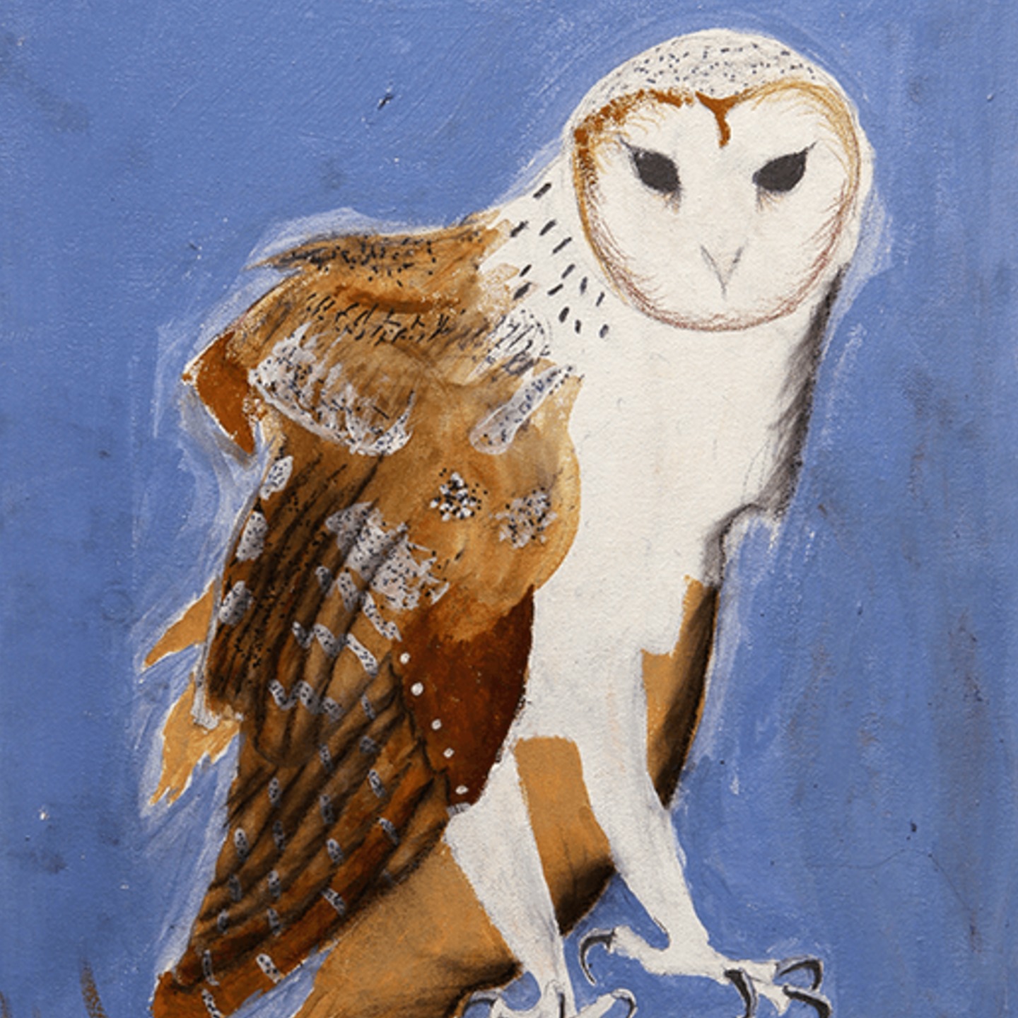 Barn Owl