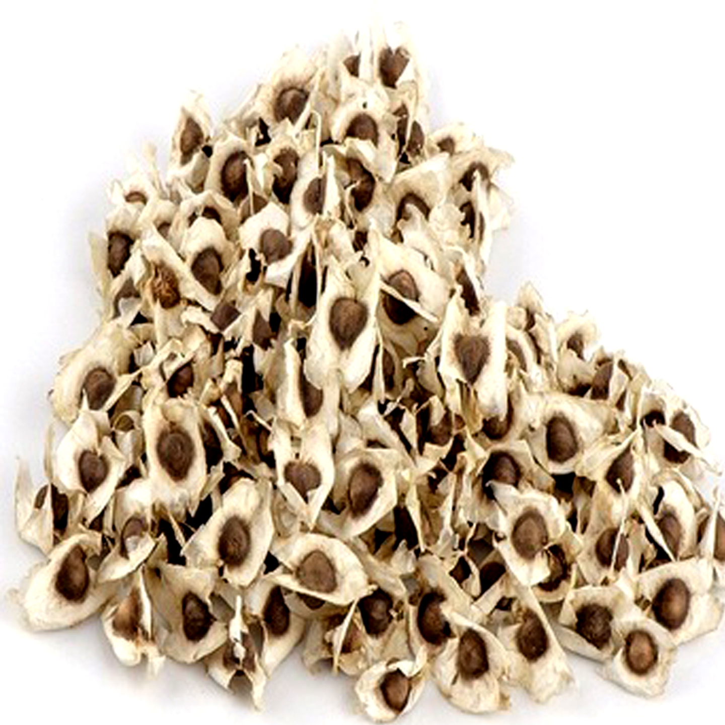 Moringa Seed  Murugai veedai  - 100 grms