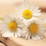 img-1528212122519