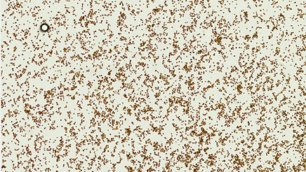 Gaia Natural Astaxanthin 1b.jpeg