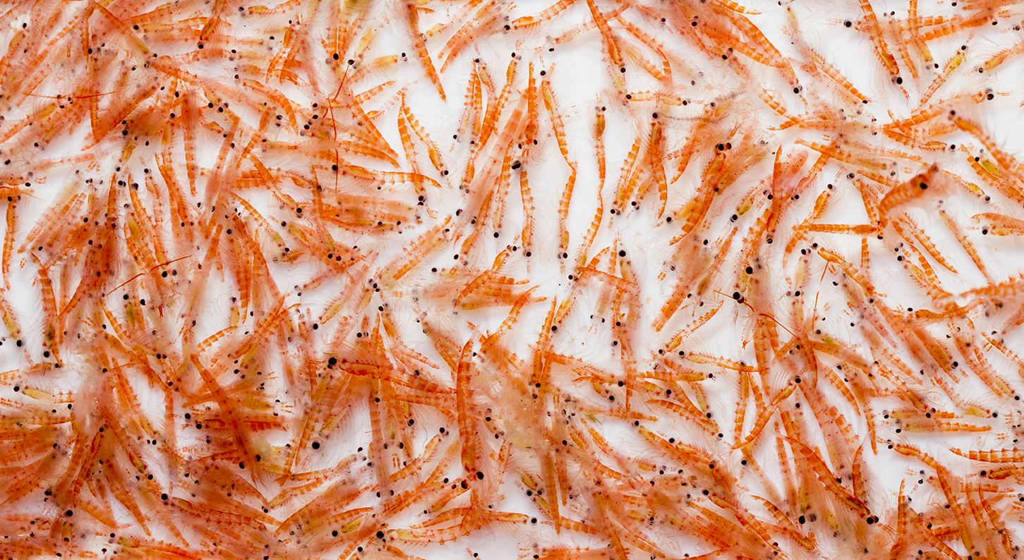 Krill Natural Astaxanthin 1.jpg