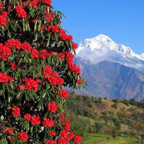 Himalayan Basil - Rhododendron