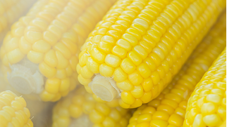 blur-close-up-corn-603030.jpg