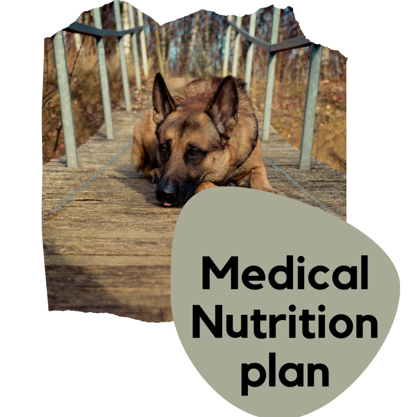Medical Nutrition Plan