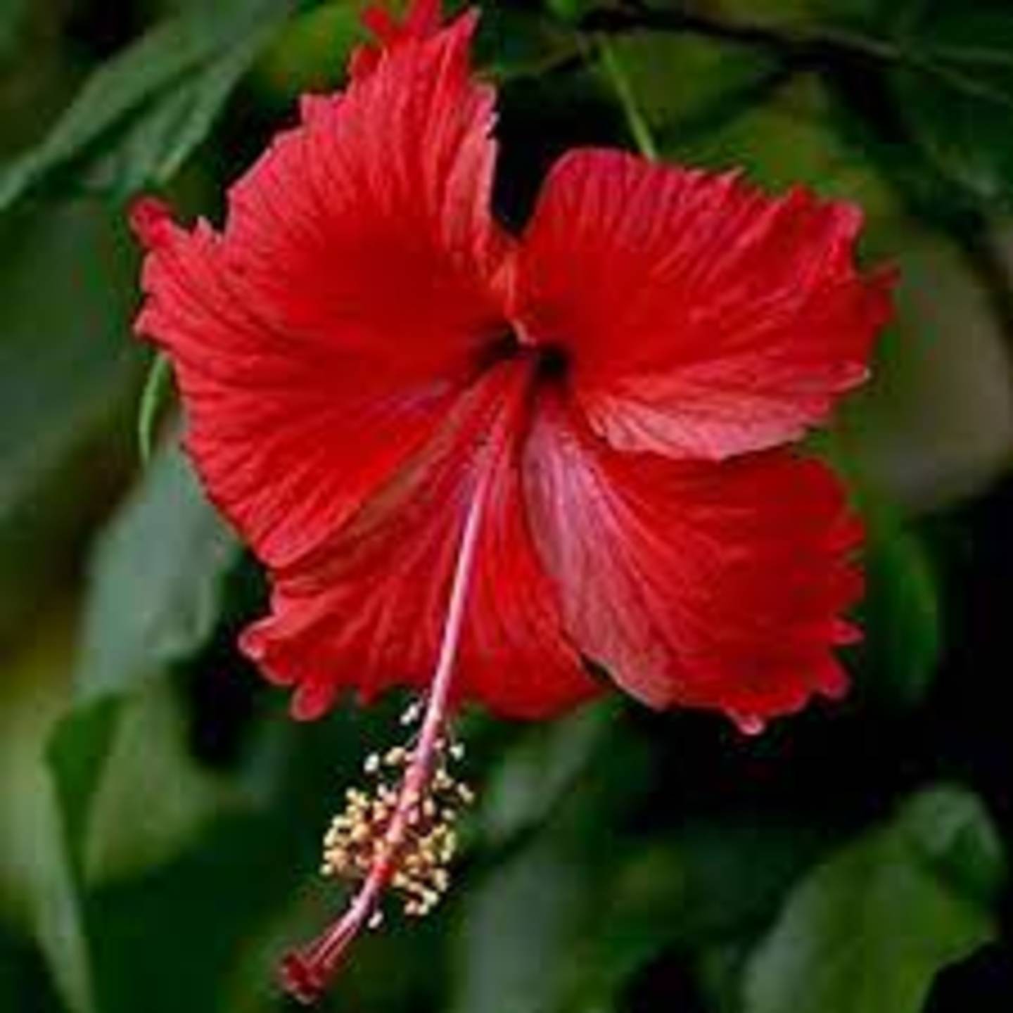 Hibiscus (Mandara)