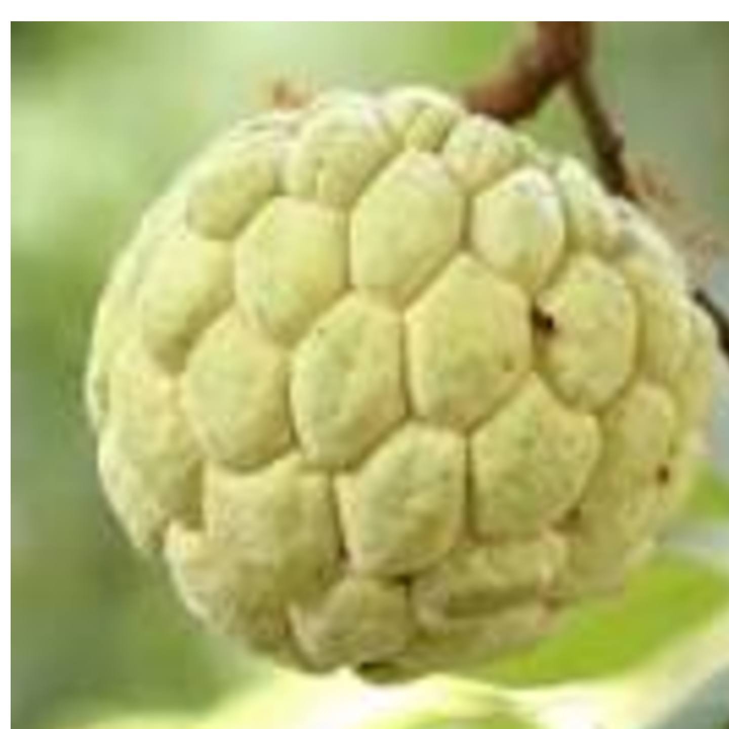 Custard Apple