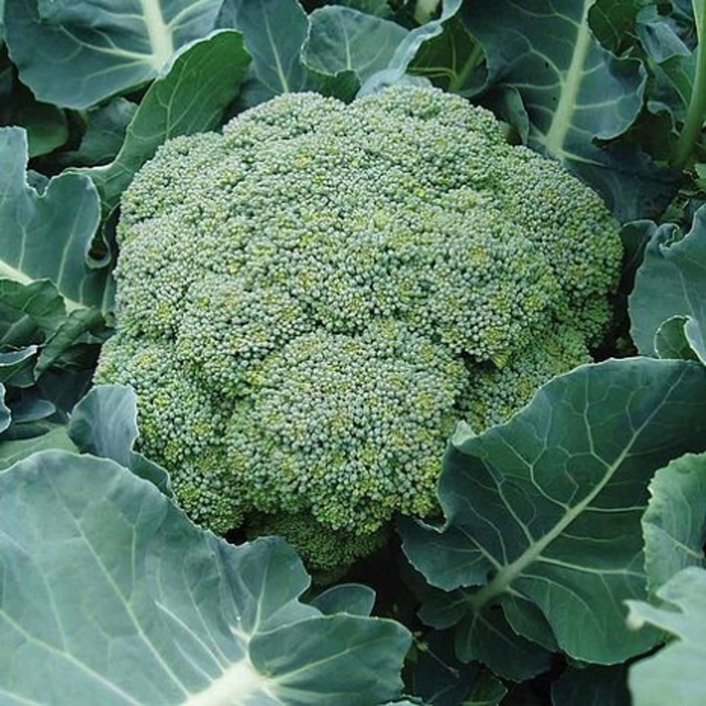 Broccoli
