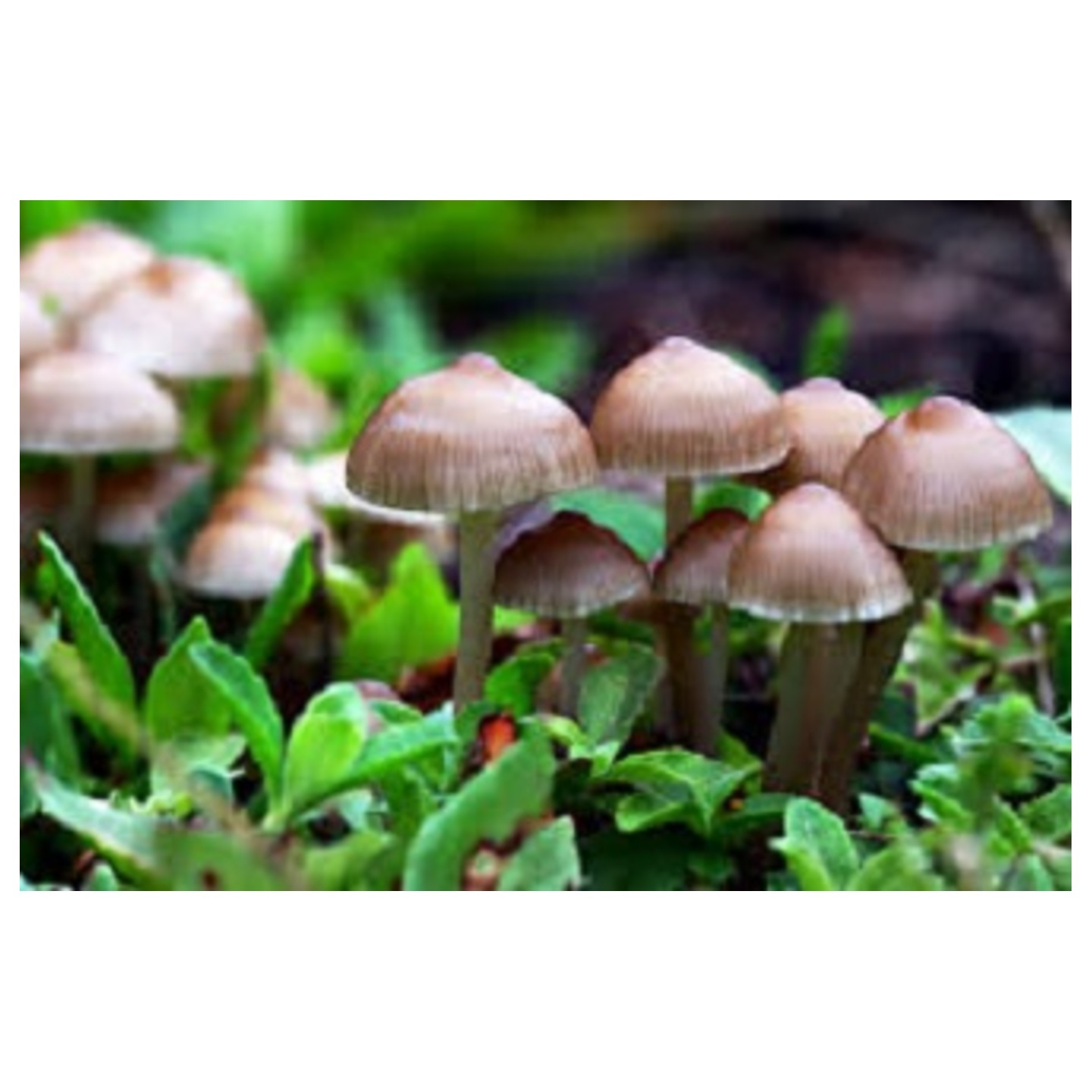 Mushroom