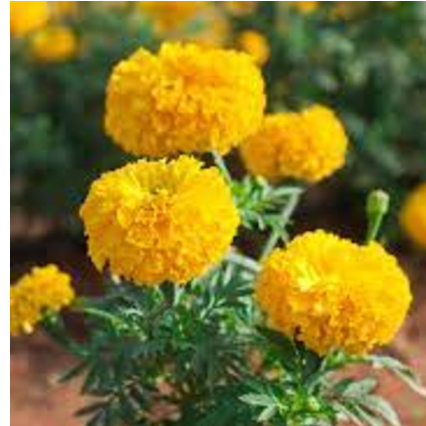 Marigold (Banthi) flower