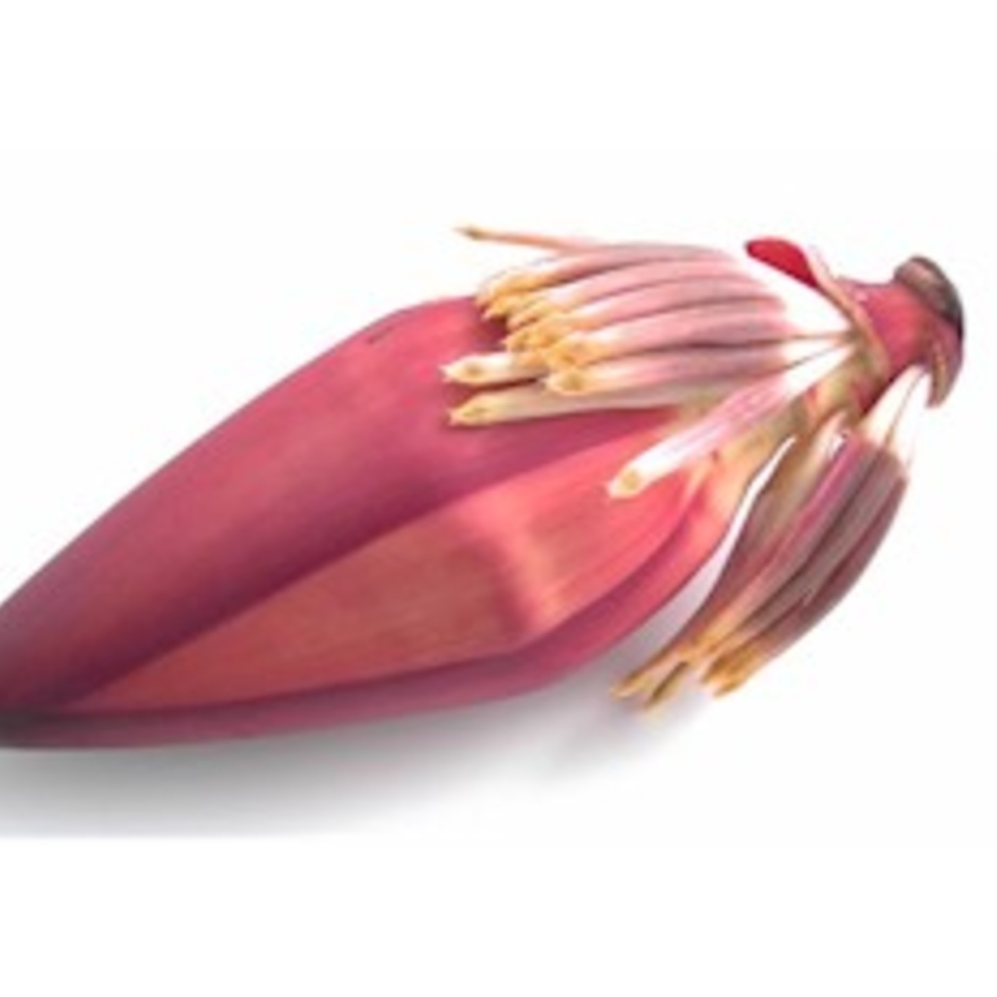 Banana Flower