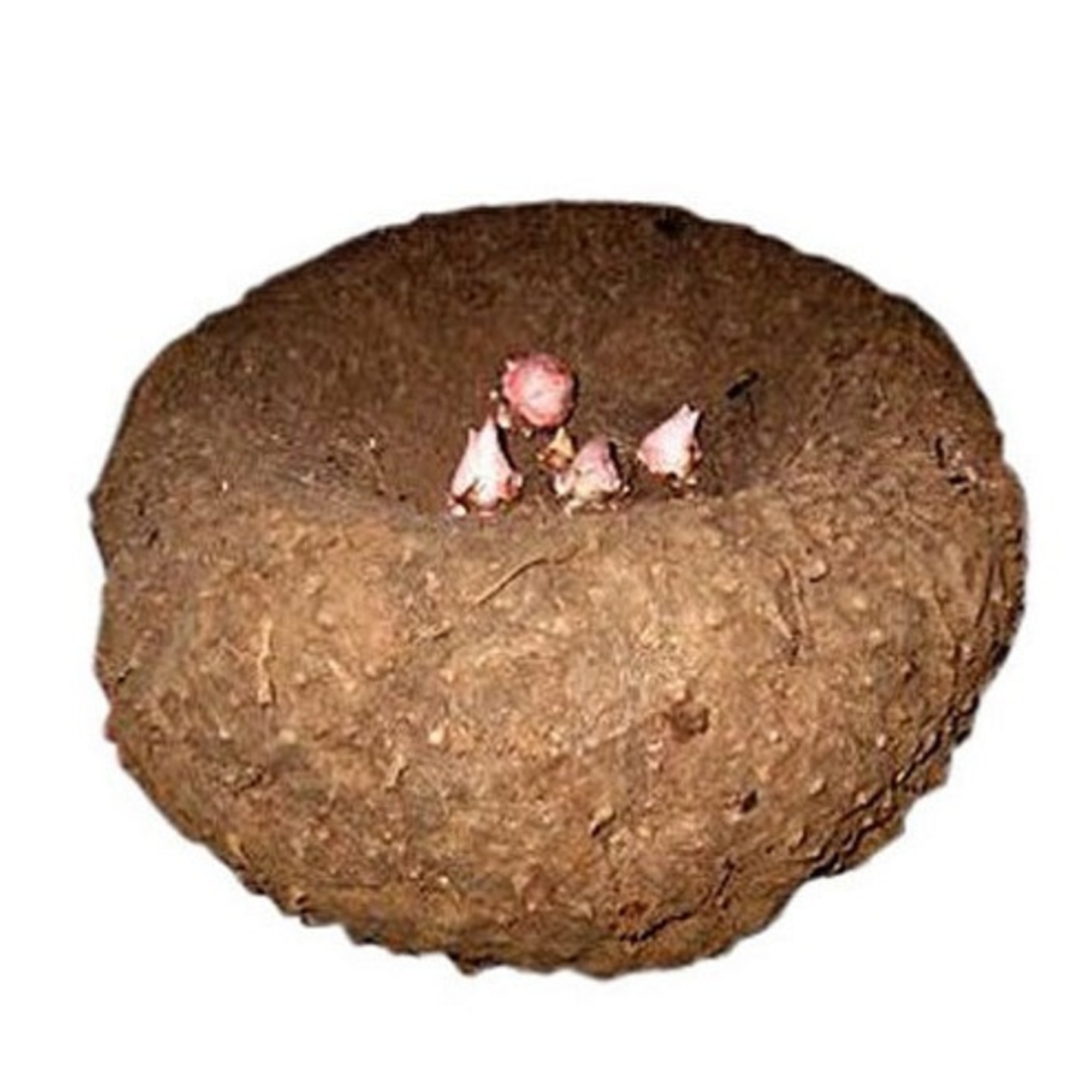 Yam, (Elephant foot)