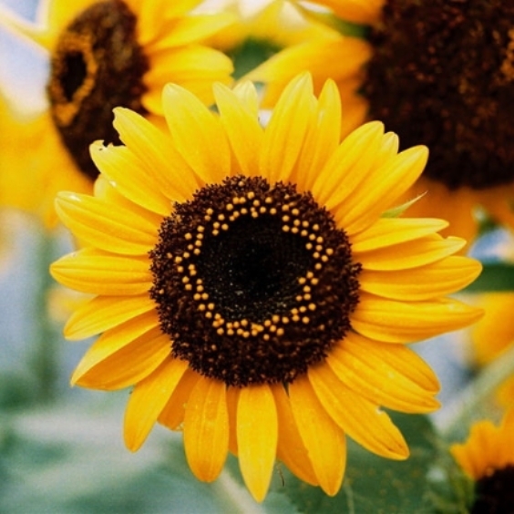 Sunflower Miniature Seeds