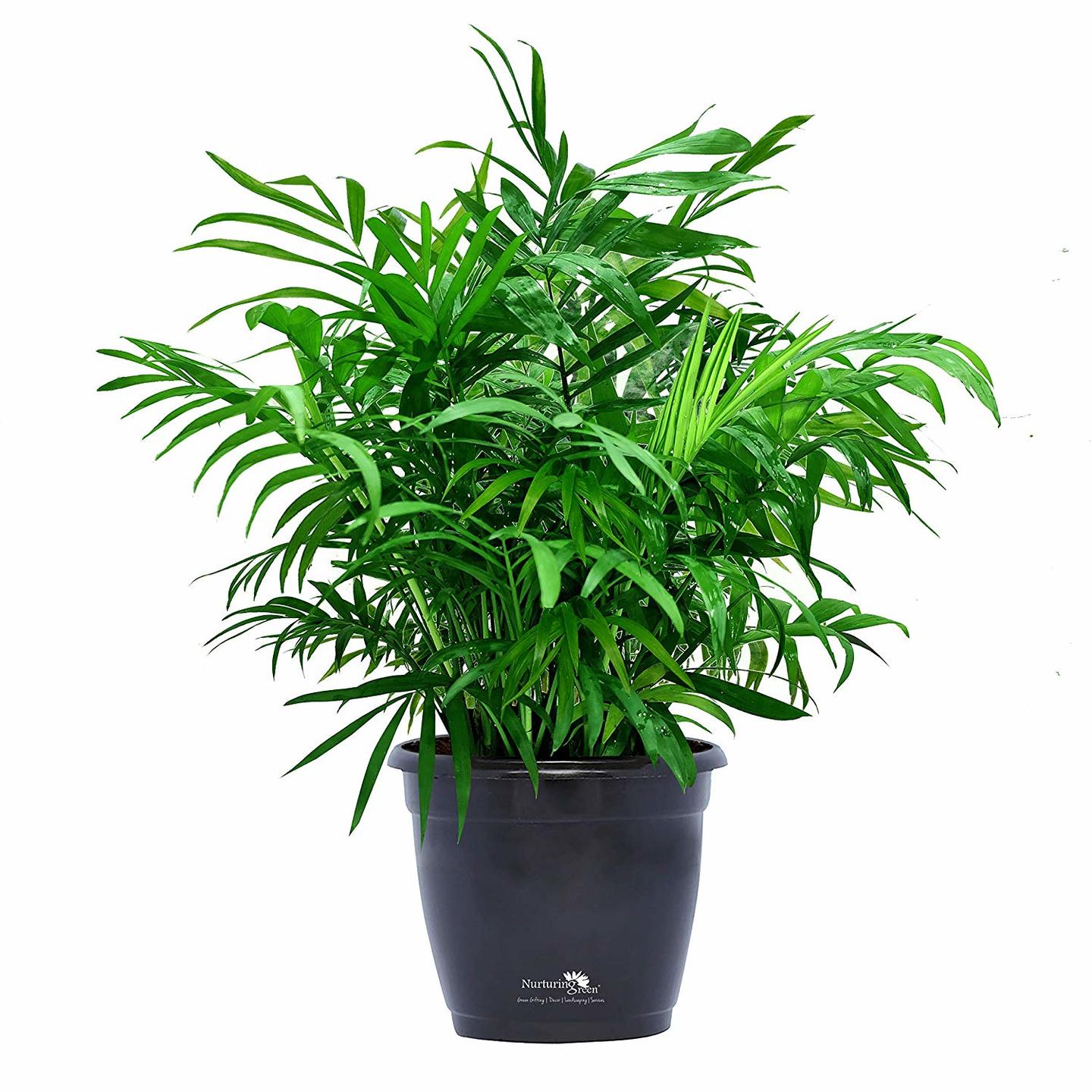 areca plam plant 