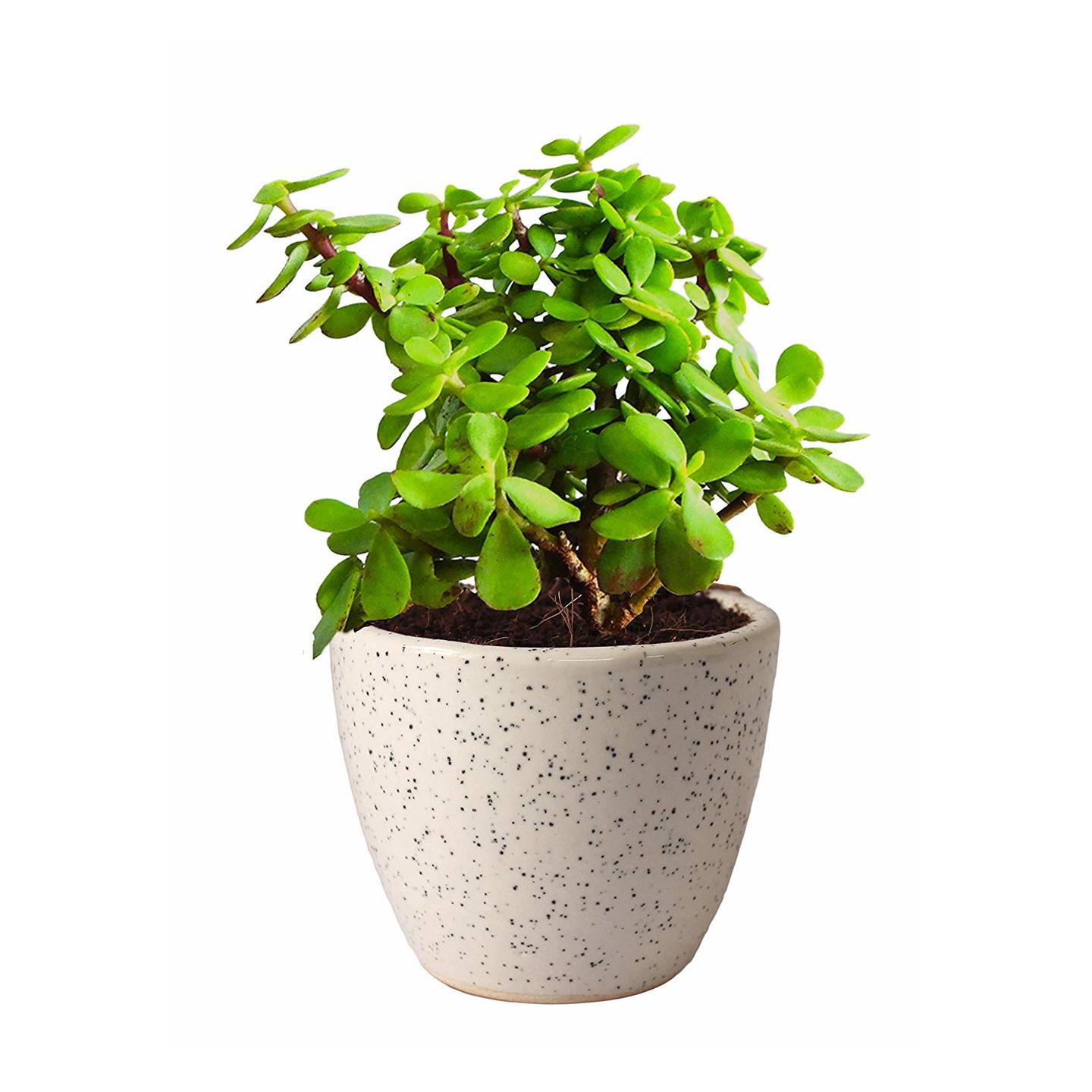 jade plant ( good luck plant )