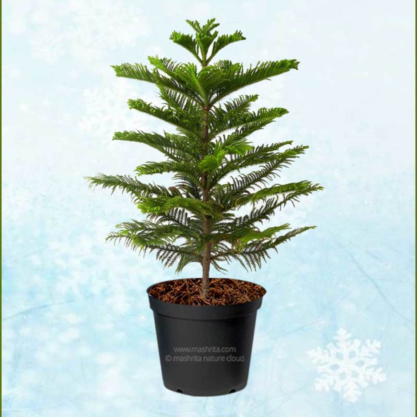 cristmas plant
