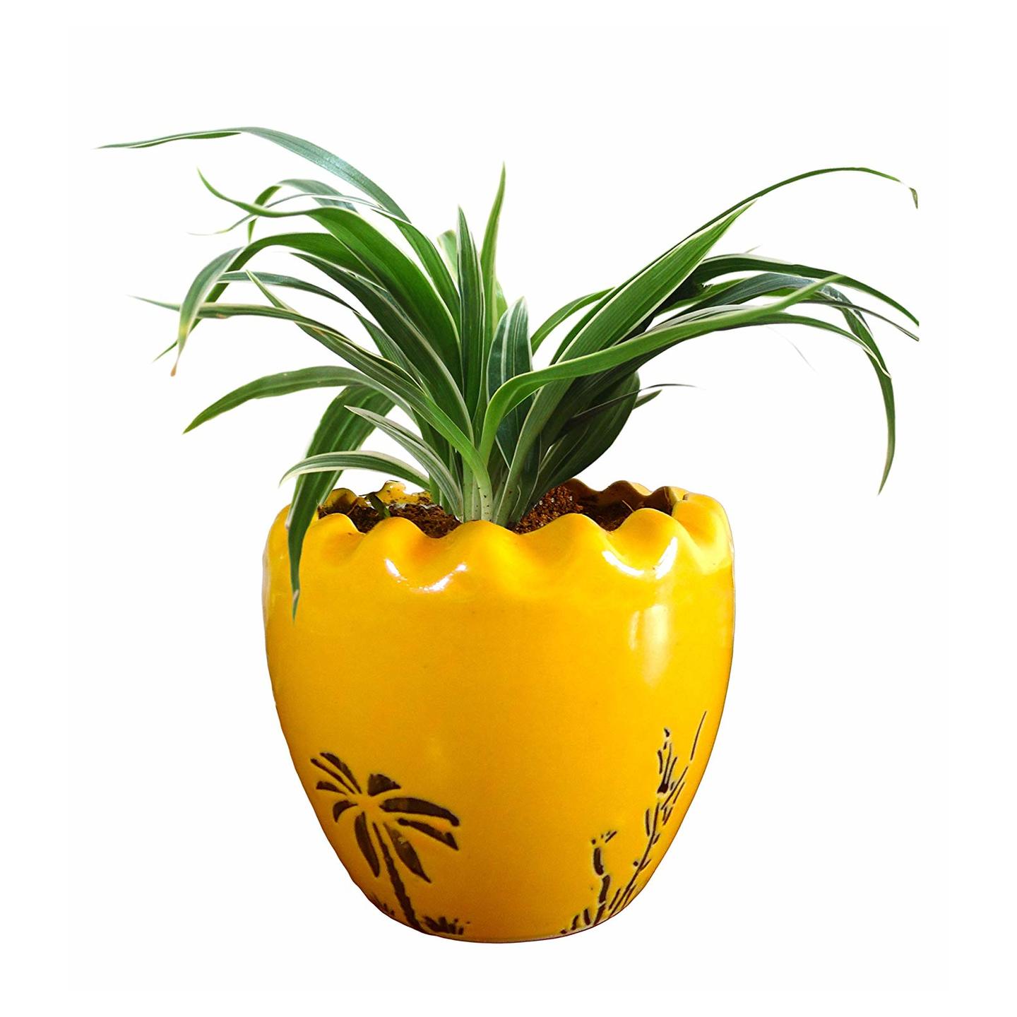 spider plant ( air purifier plant )