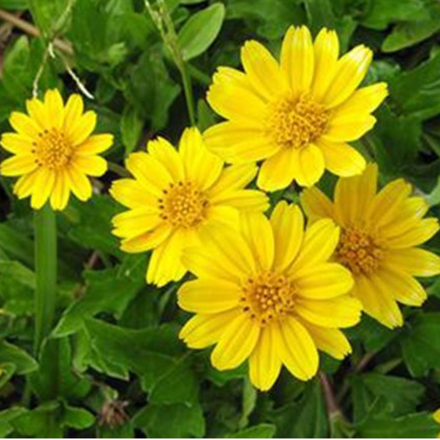 wedelia plant