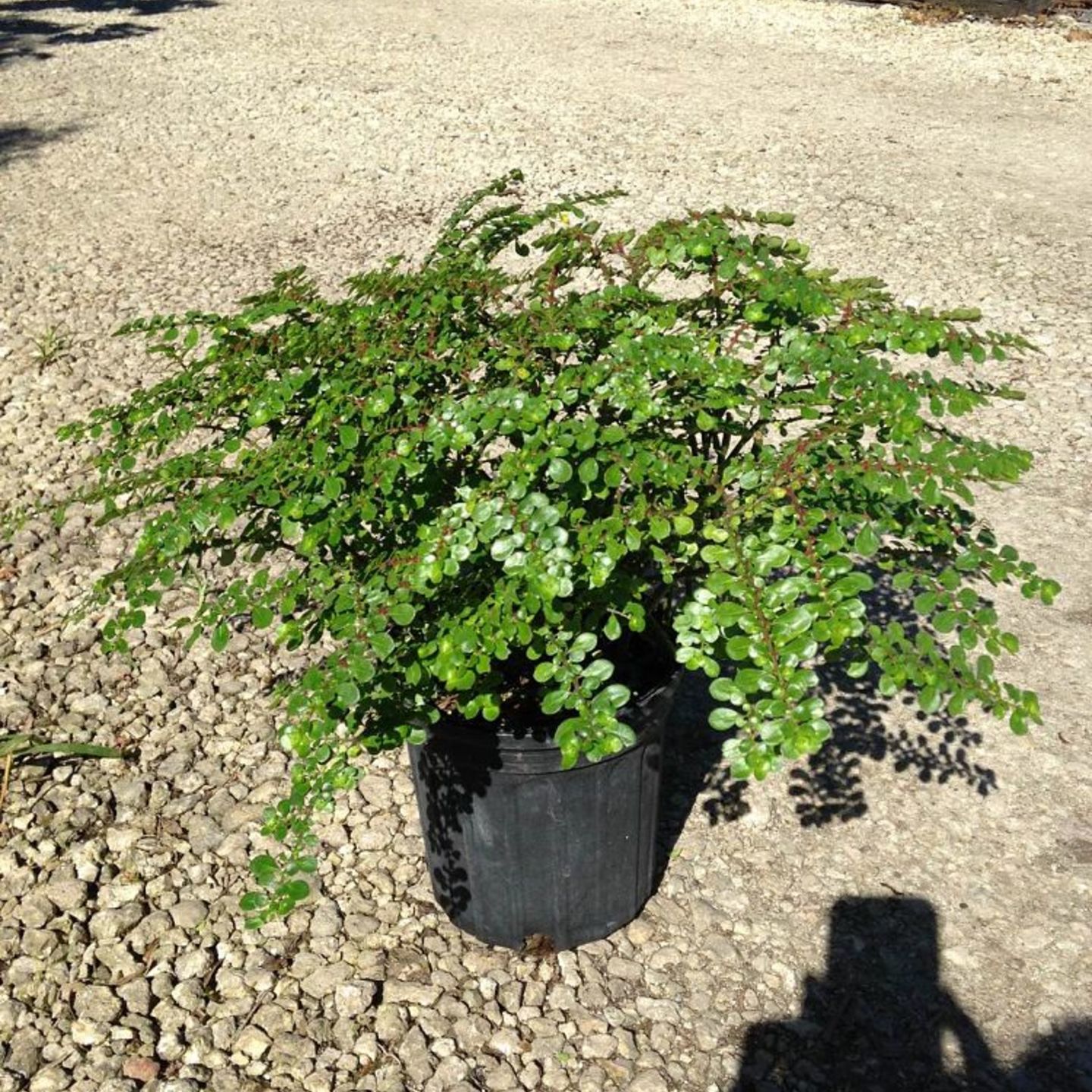 pilia artiliary plant