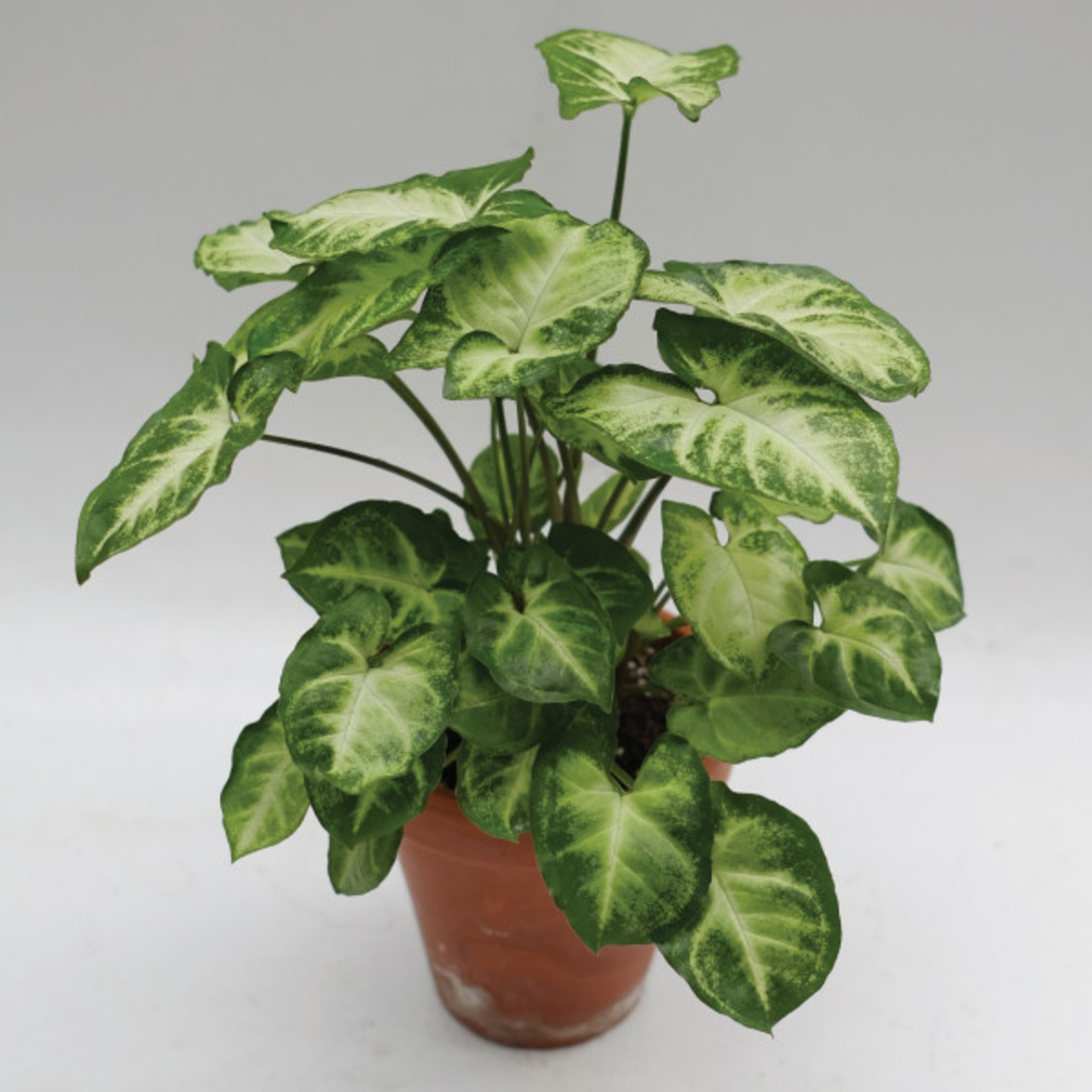 syngonium plant