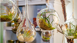 hanging-glass-bubble-terrarium-air-plants-container-pots-for-indoor-garden-house-design-ideas.jpg