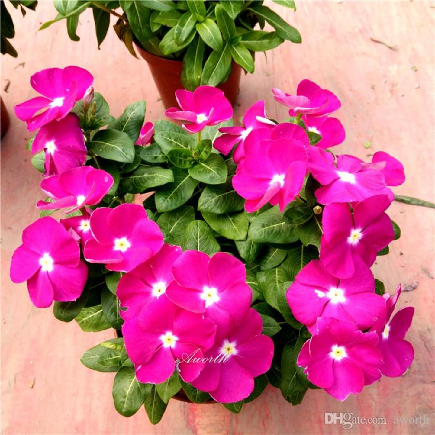 vinca plant ( sadabhar plant )
