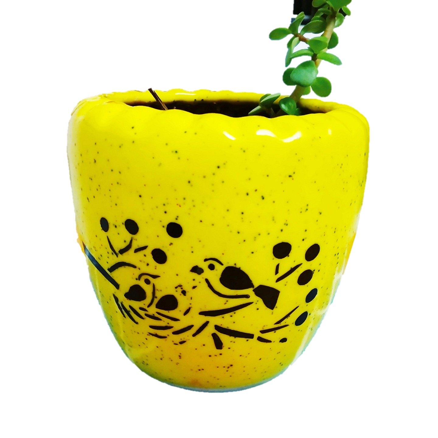 yellow designer ceramic pot for indoor plants