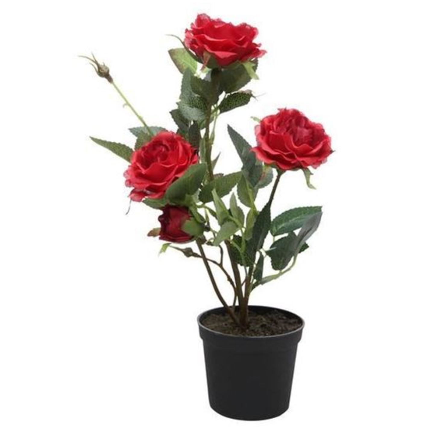 rose plant