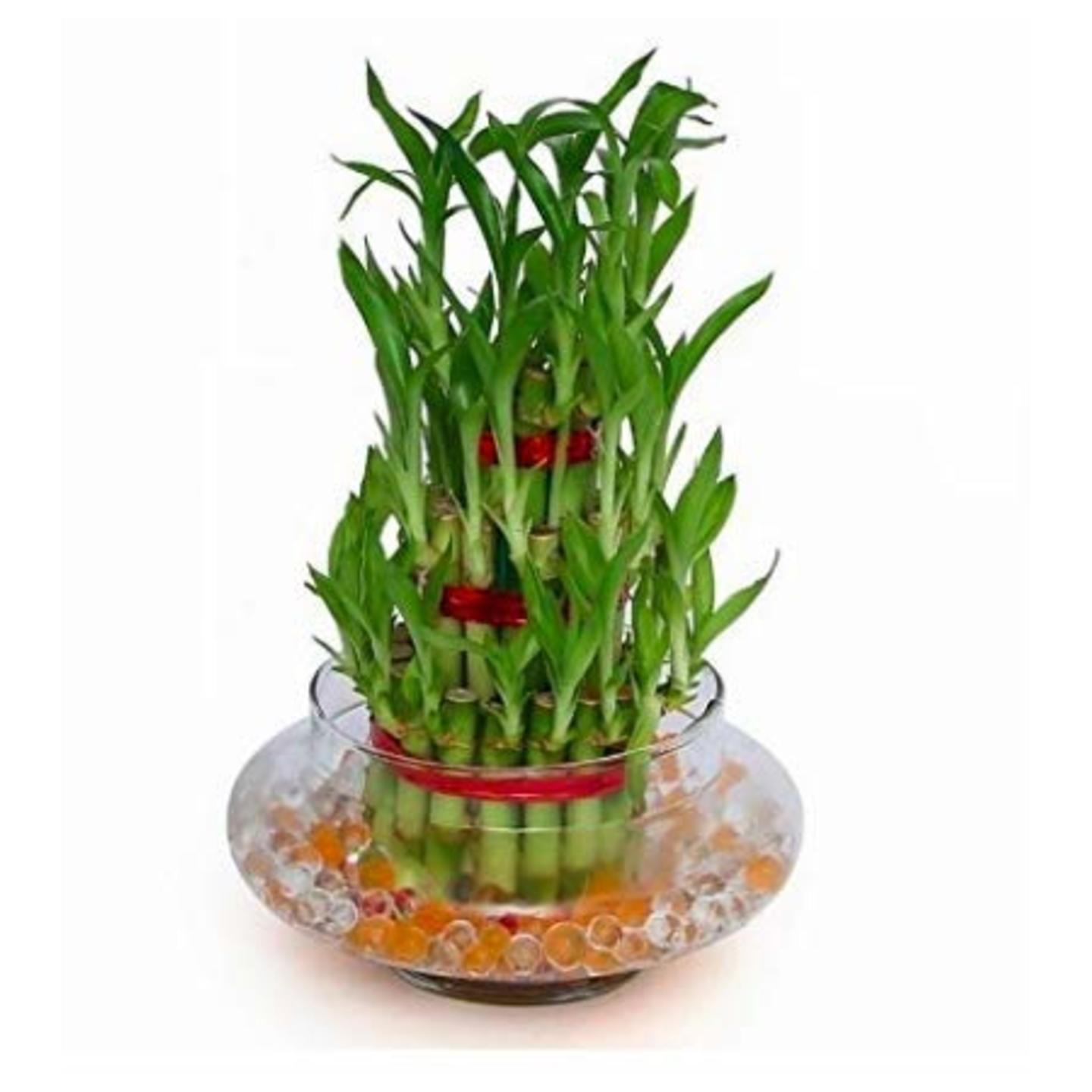 bamboo plant ( good luck plant )