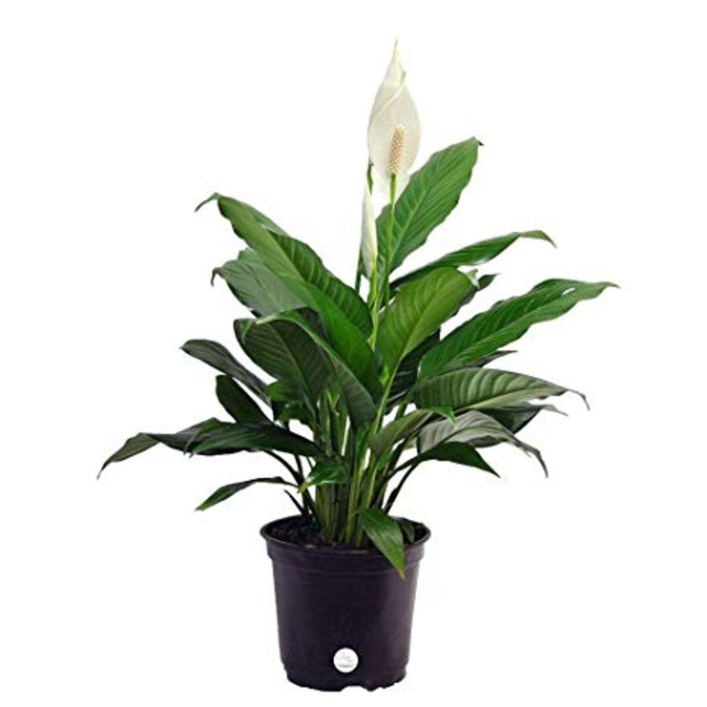 peace lily plant