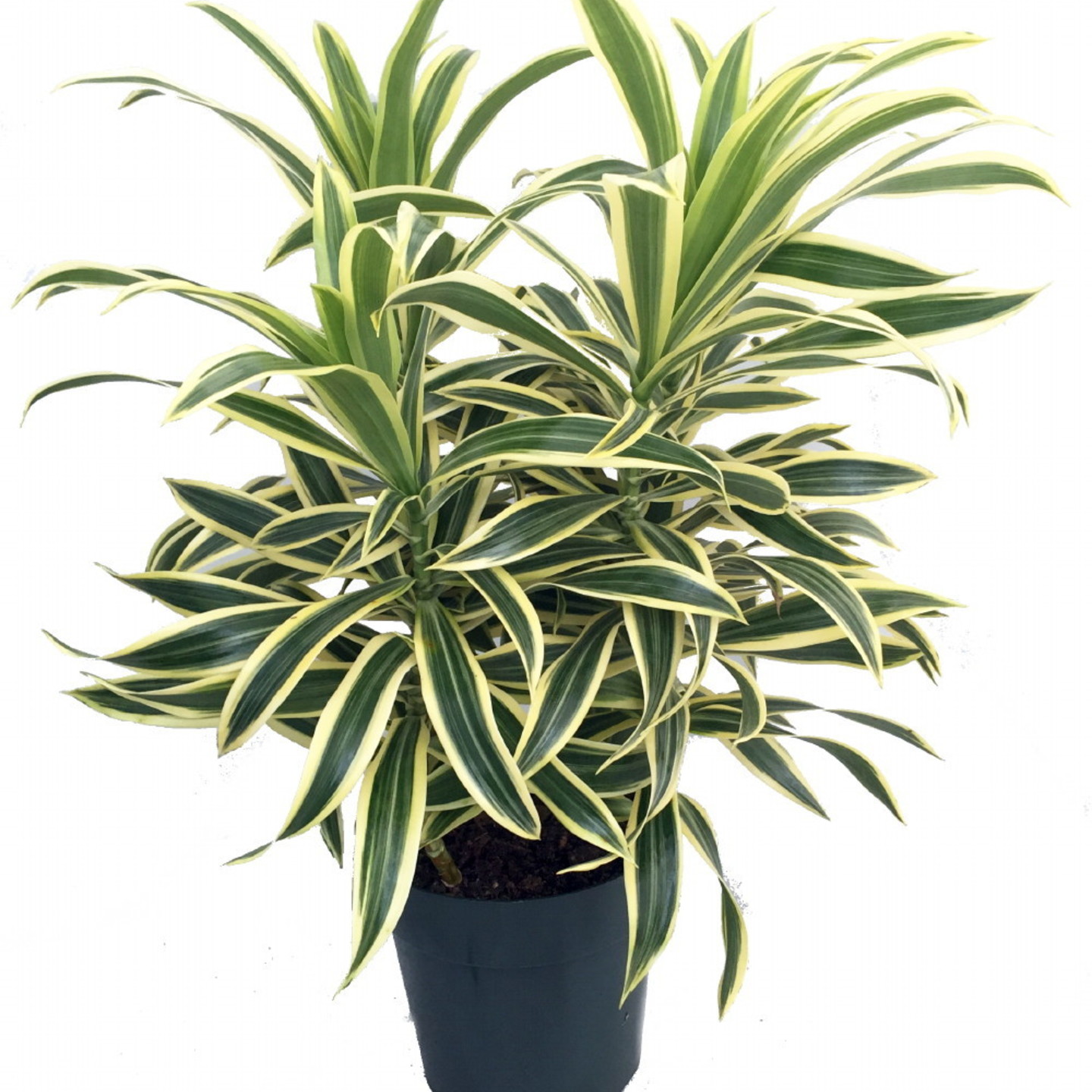 pleomele plant ( song of india )