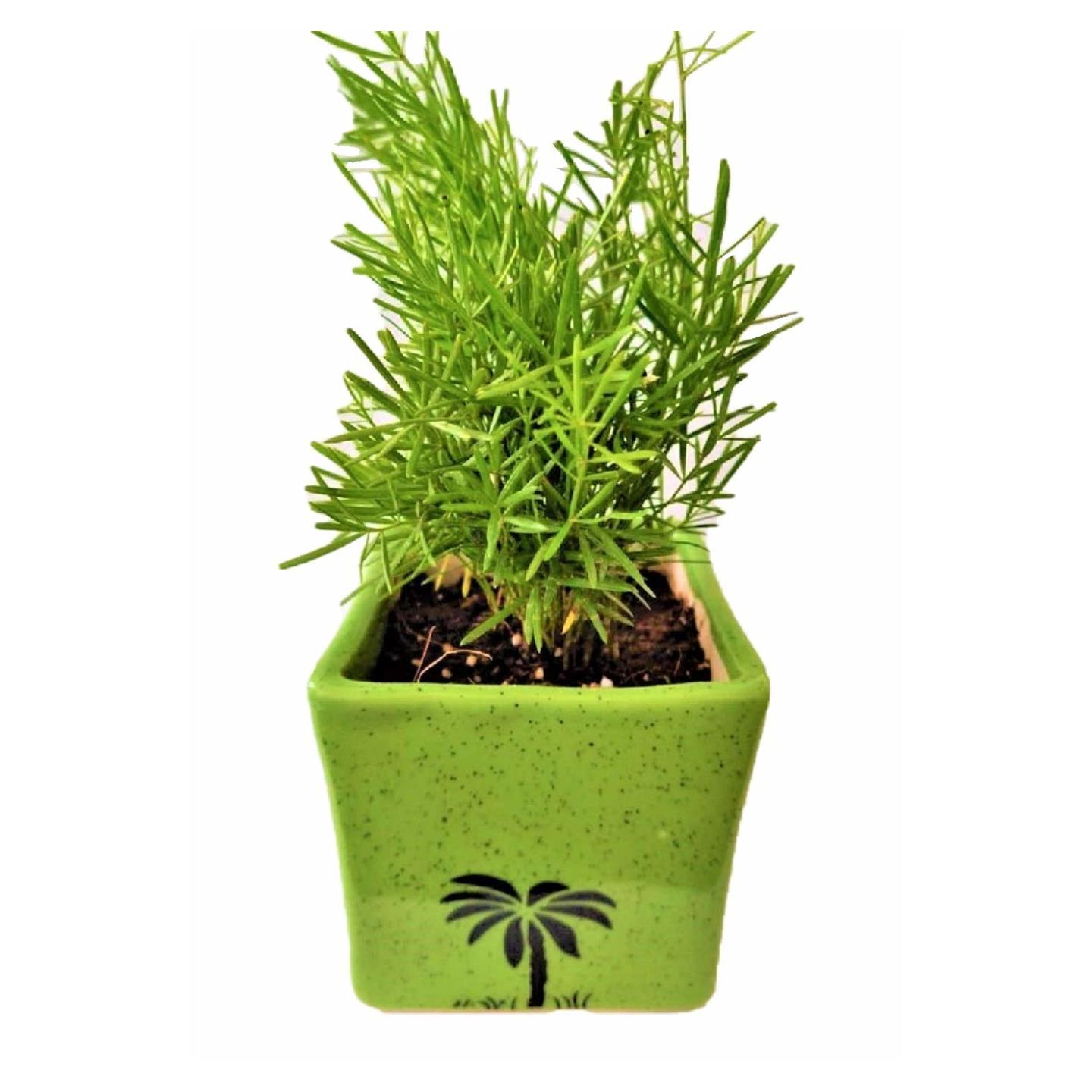 asparagus fern