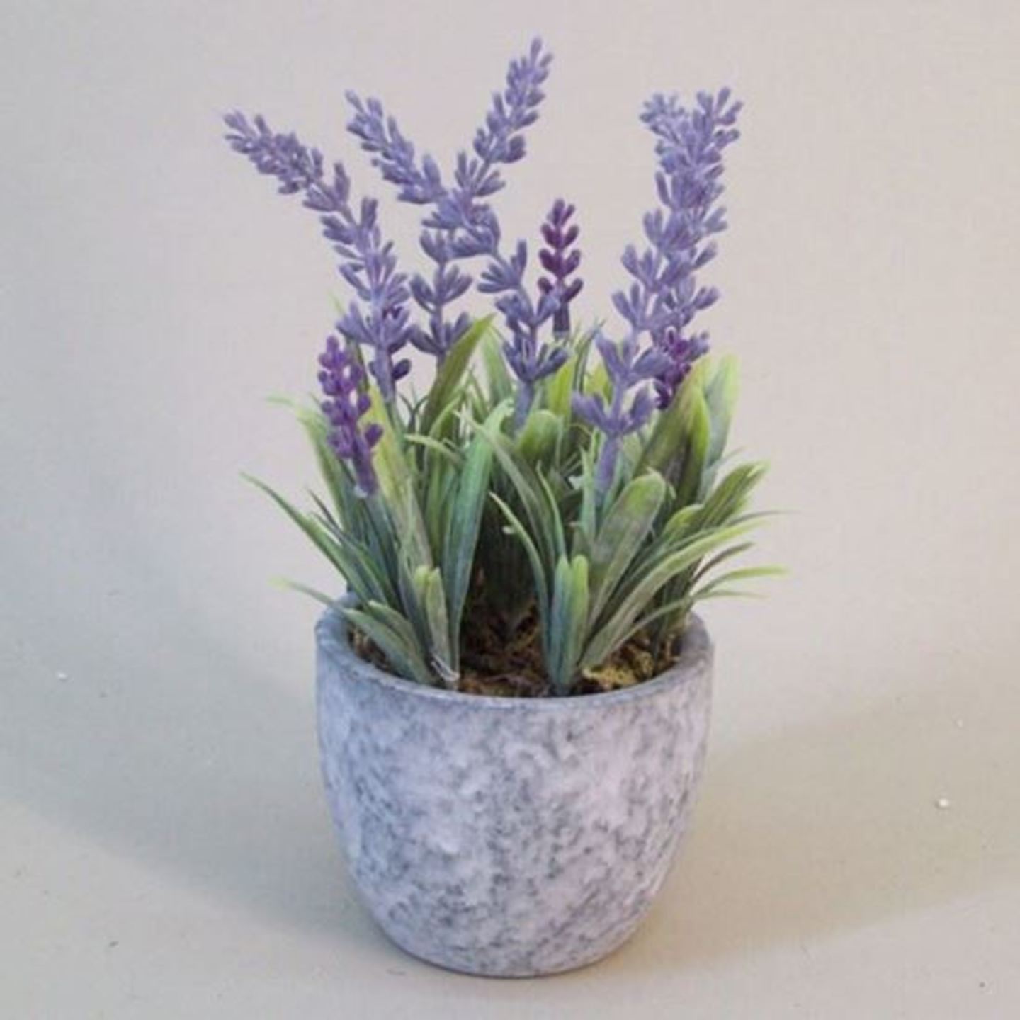 lavender plant