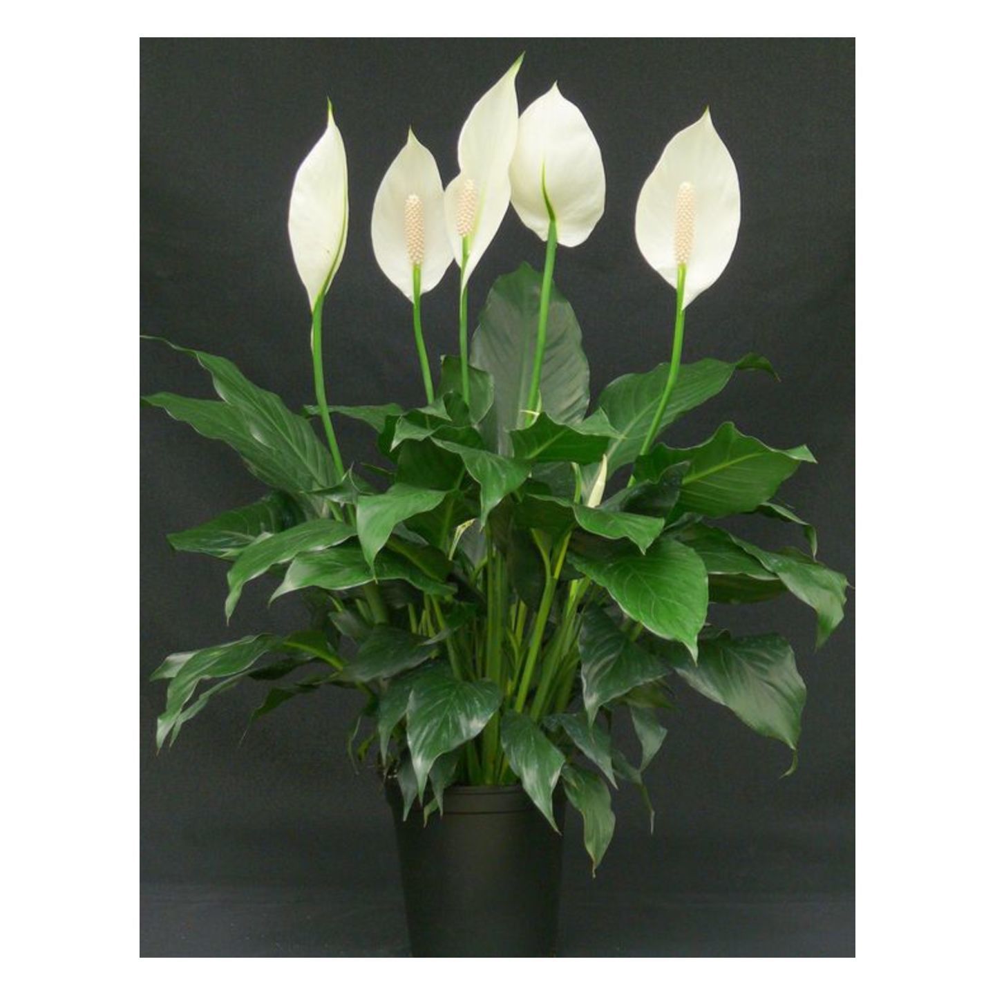 Peace Lily, Spathiphylum