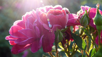 flower-3111727_1280.jpg