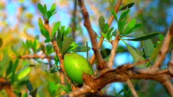 Argan Fruit.jpg