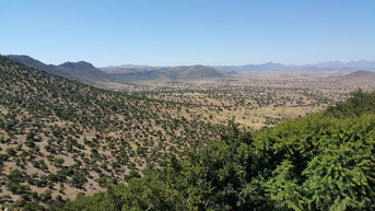morocco forest.jpg