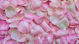 rose-petals-3194062_1280.jpg