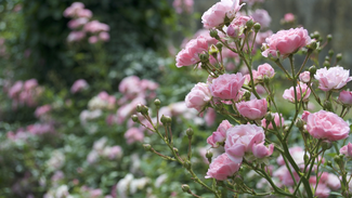 pink-3599550_1280.jpg