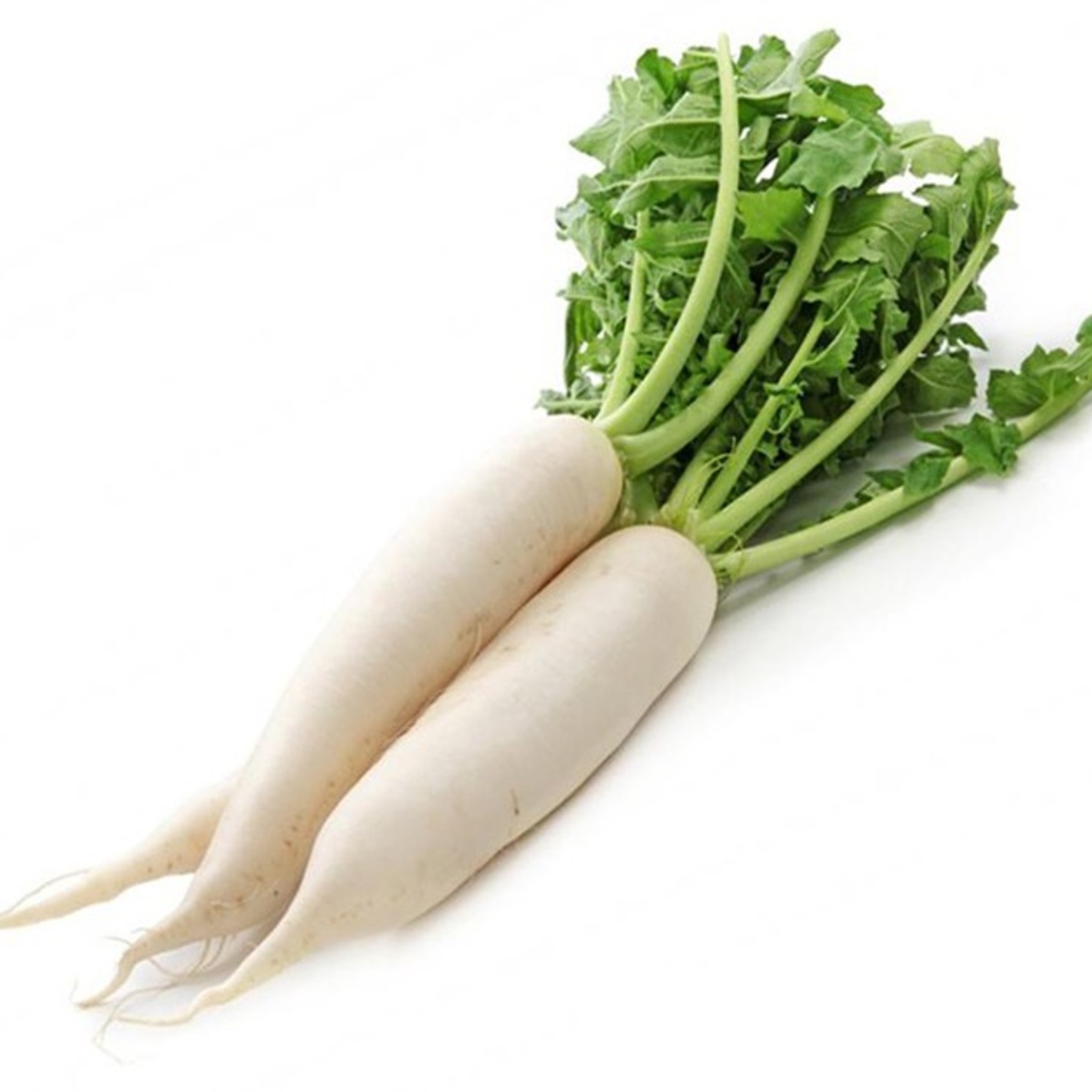 Radish