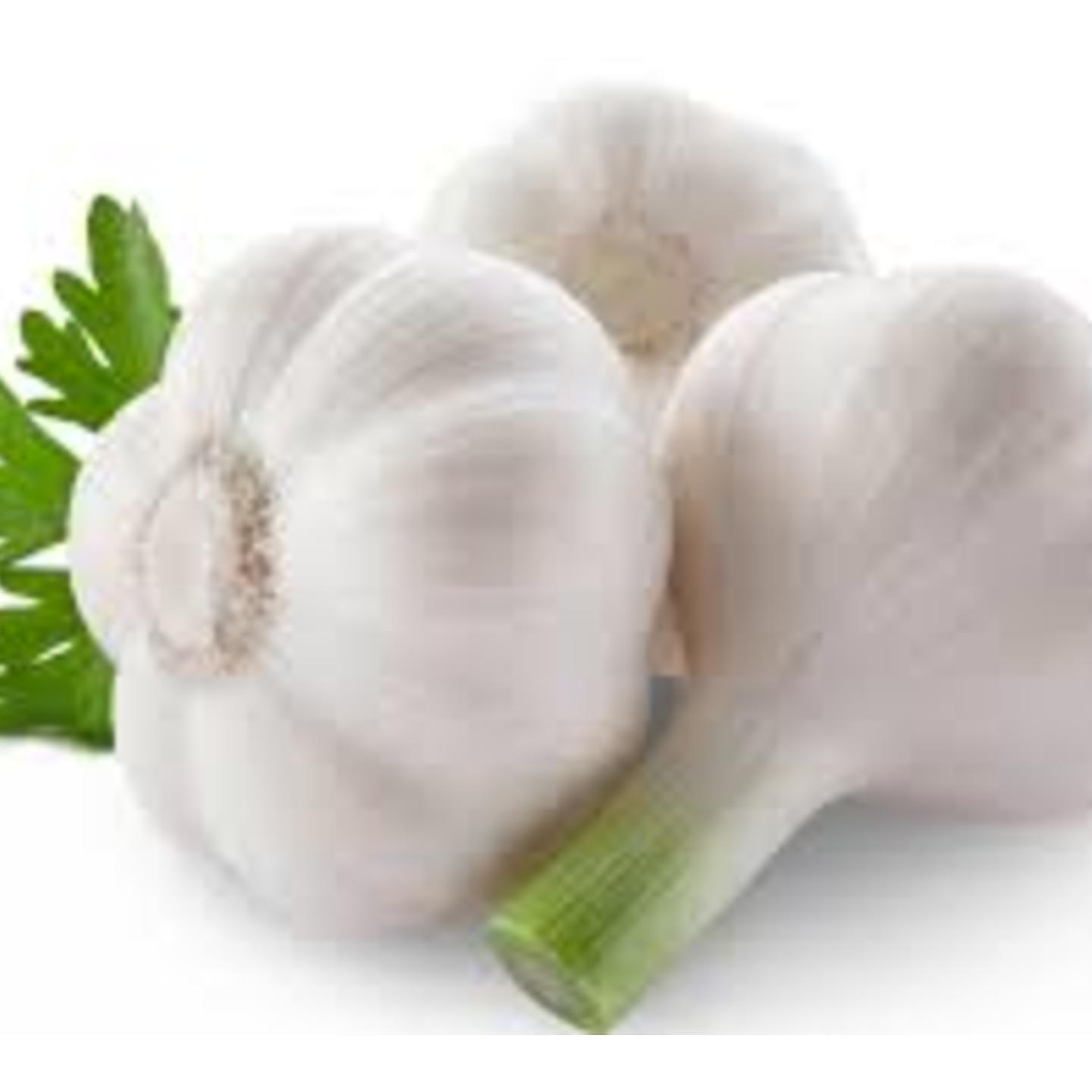 Garlic