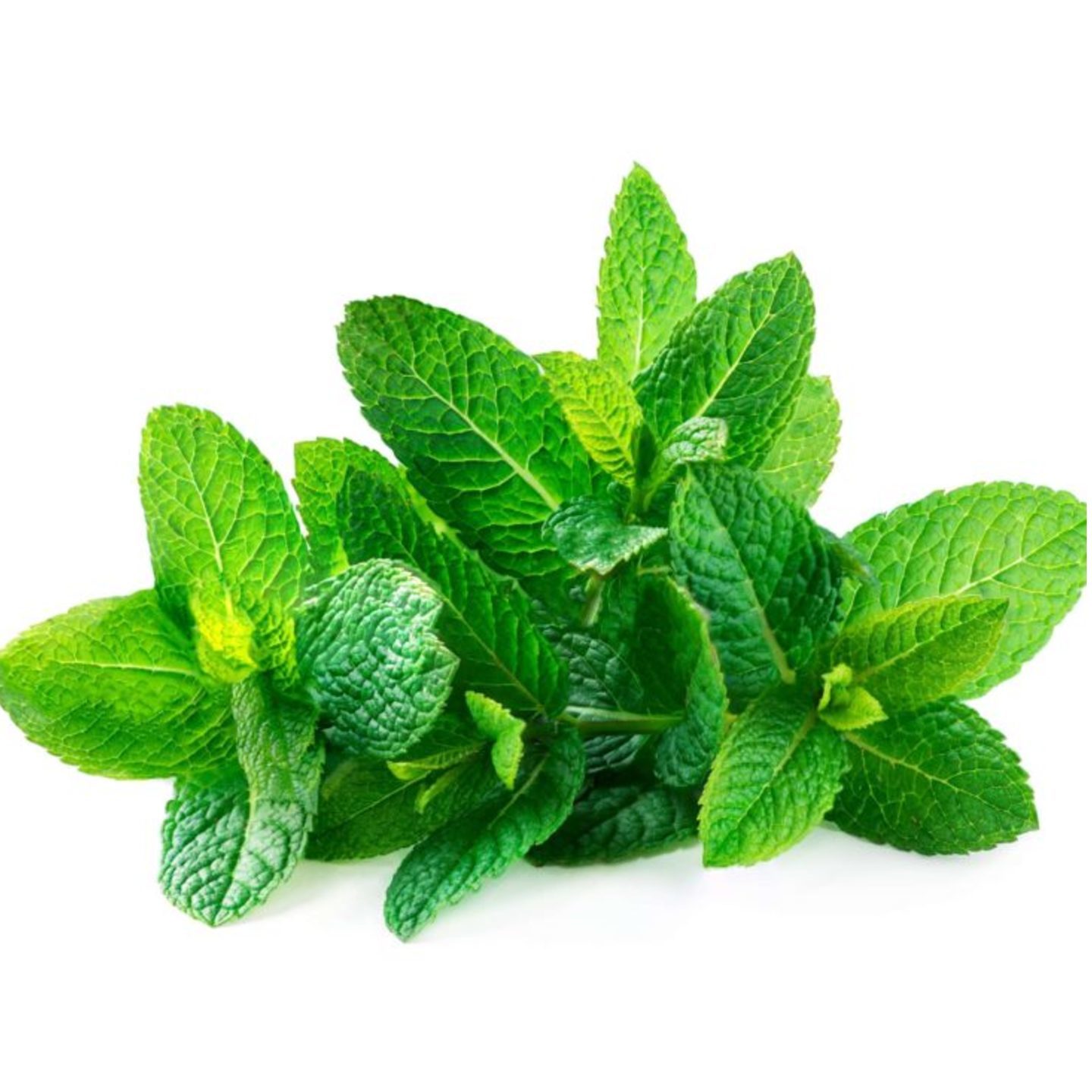 Mint Leaves